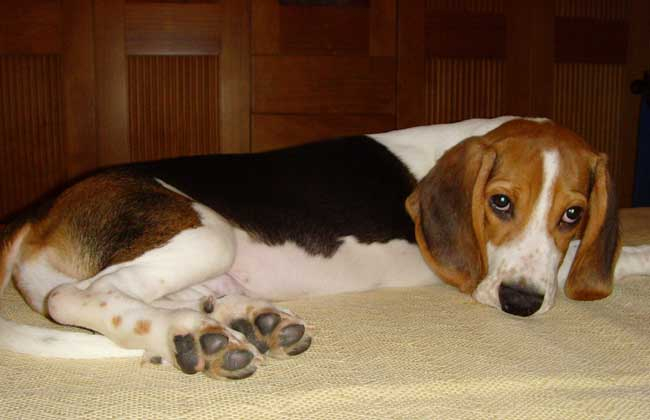 比格犬智商排名多少？|_新浪新闻