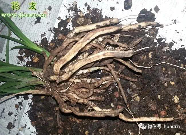 兰花空根了怎么补救处理?