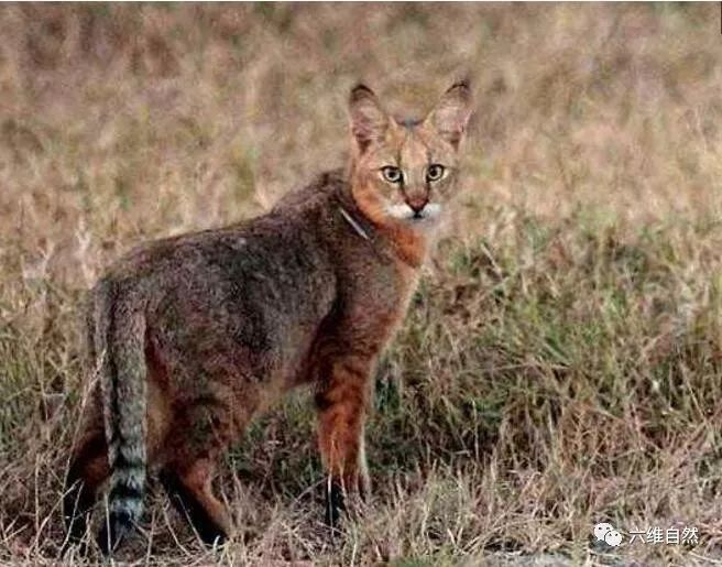 家猫最害怕的是它？被野狸子逮住的家猫竟乖乖束手就擒？