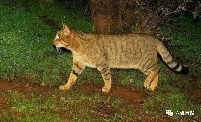 家猫最害怕的是它？被野狸子逮住的家猫竟乖乖束手就擒？
