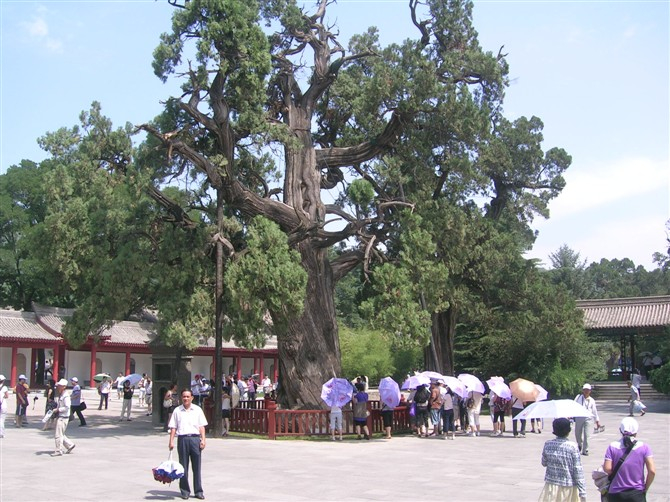 中国十大古树,树龄达5000年,10几个人才可以环抱|树龄|帝王|古树|柏树|将军_新浪新闻