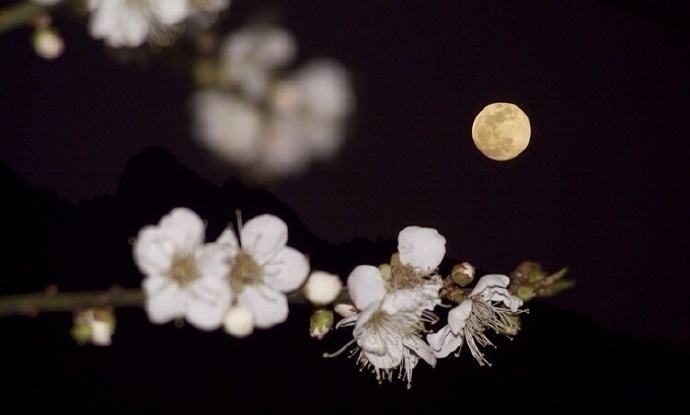 月转东墙花影重,花迎月魄若为容