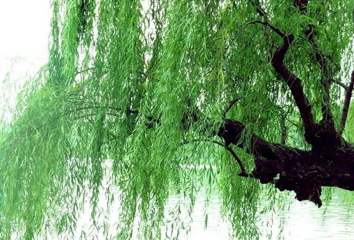 楼外垂杨千万缕。欲系青春,少住春还去。