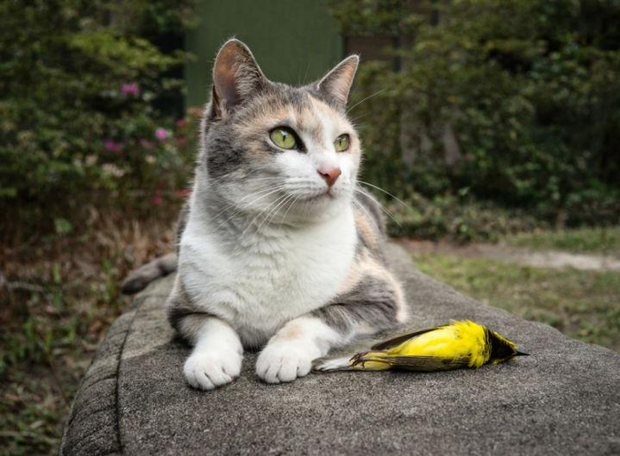 猫是鸟类头号杀手? 美国野猫一年可杀死24亿只鸟, 上百亿小动物