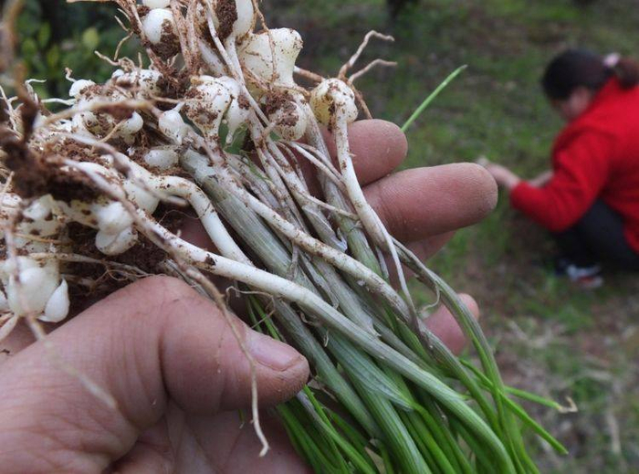 全吃过算你厉害,最受欢迎的野菜