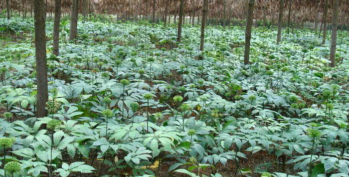 为什么只有云南文山才能种出好三七？|云南|三七|文山|三七花|头数_新浪新闻