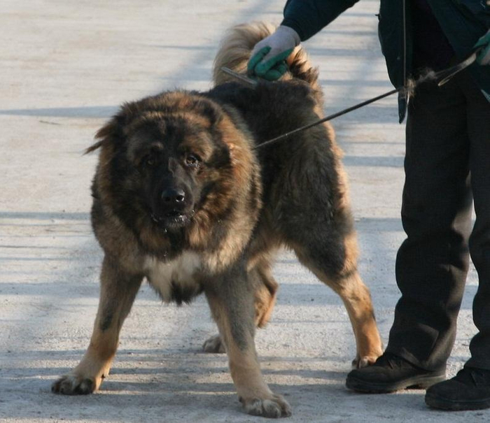 世界10大猛犬有哈士奇和德牧, 藏獒却没排上, 都啥犬恁猛?