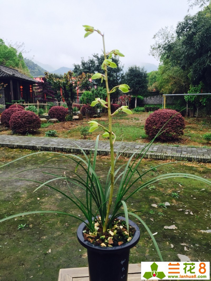 蕙兰桃花仙子风姿绰约