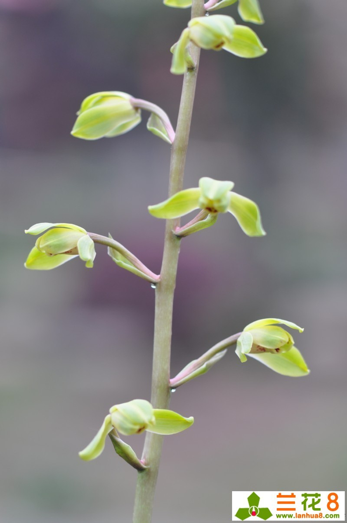 蕙兰桃花仙子风姿绰约
