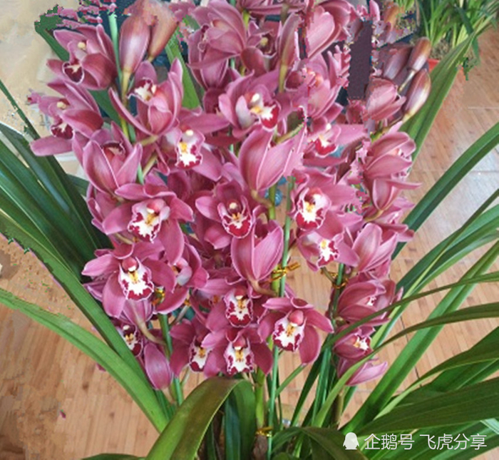 大花蕙兰年年开花有诀窍，这些要点你不能不知