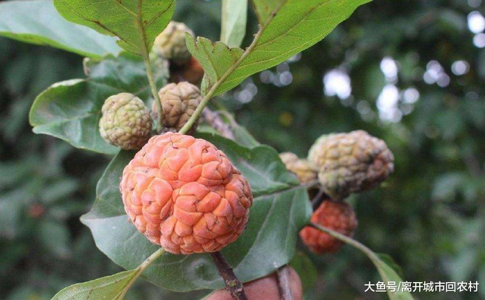 农村一种“珍稀”的野果, 外形奇特像荔枝, 城里人有钱都买不到