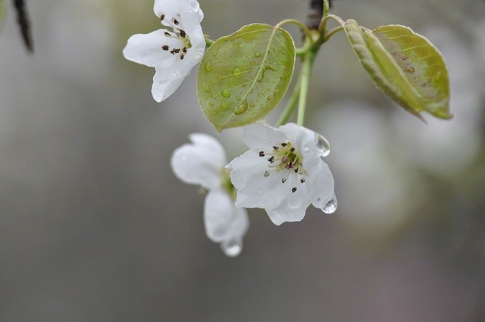 雨打梨花深闭门,忘了青春,误了青春。