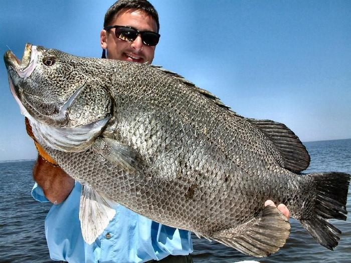 150公斤巨大神秘怪鱼冲上澳大利亚海滩面目狰狞