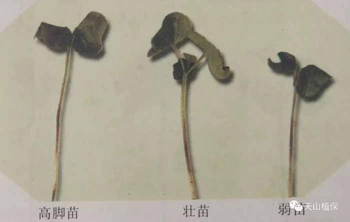 棉花子叶期至1片真叶期诊断及调控技术措施|封土|棉田|杂交棉|播种|农区_新浪新闻