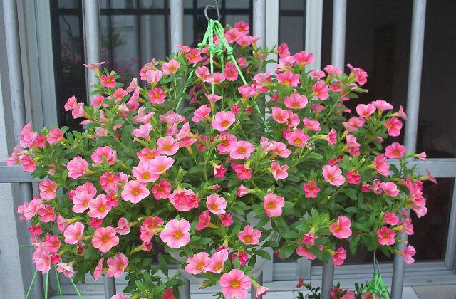 适合庭院种植的20种花草,春夏秋冬花开不断