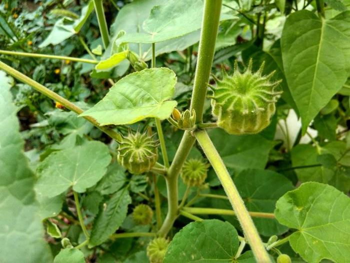 田野间被当做杂草的野菜,能通乳,散毒,还行气血,告诉家人吧