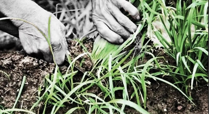 在追捧新股成风的大A股，上市次日就打开涨停板，也实属罕见。