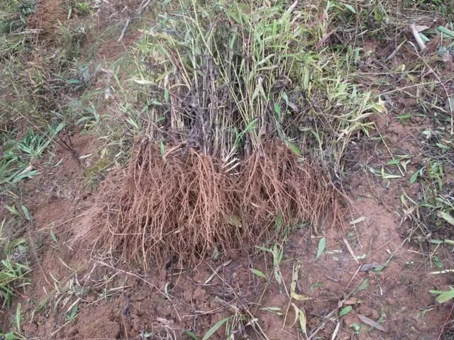 柴胡怎么种植才能长的好?中药材柴胡种植关键栽培技术!