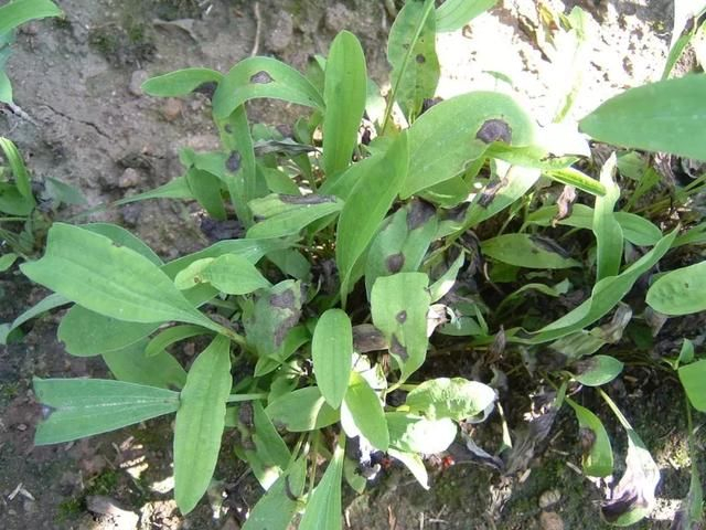 柴胡怎么种植才能长的好？中药材柴胡种植关键栽培技术！