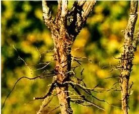 柴胡怎么种植才能长的好?中药材柴胡种植关键栽培技术!|柴胡|播种|北柴胡|中药材|蚜虫_新浪新闻