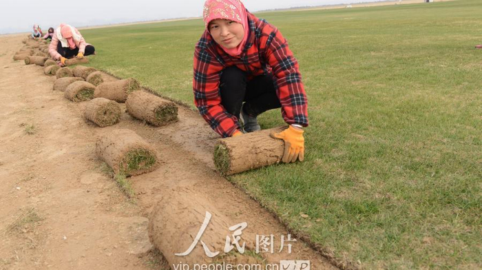 马尼拉草坪能长多高