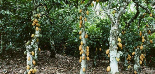 巧克力的原材料可可树是怎么种植的？今天就教给你种植方法