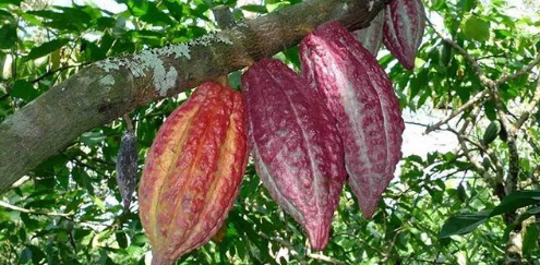 巧克力的原材料可可树是怎么种植的？今天就教给你种植方法
