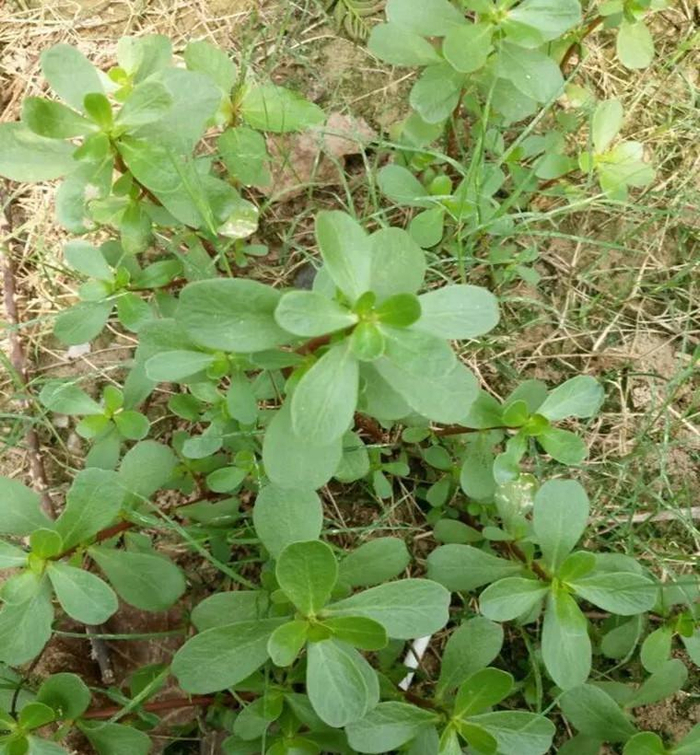 农村大姐家新鲜现挖野生马齿苋,好大颗,为药食两用植物
