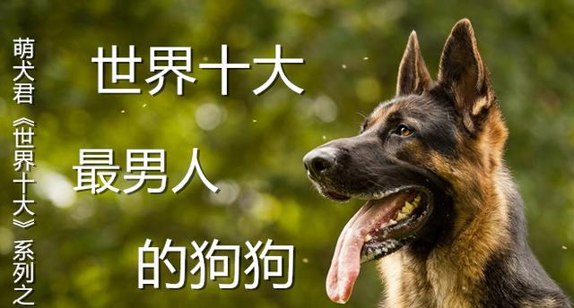 盘点全球十大最适合男人的宠物狗