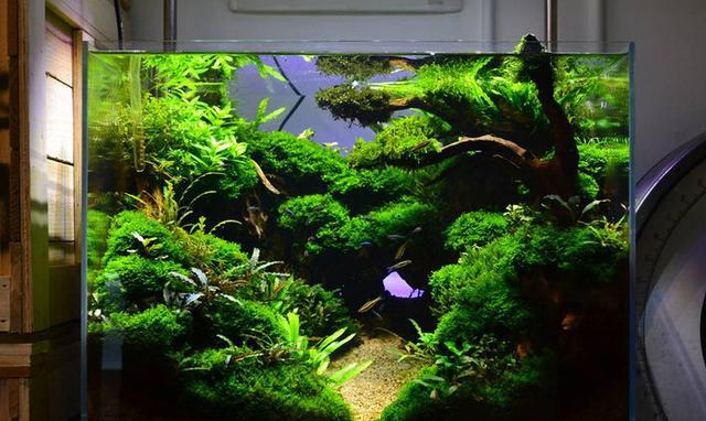 国外40cm小型水草缸造景鉴赏