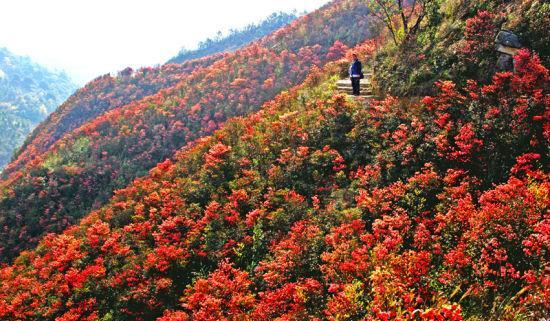 走进武鸣大明山,领略岭南奇山,人间仙境!|大明山|武鸣|奇山_新浪新闻
