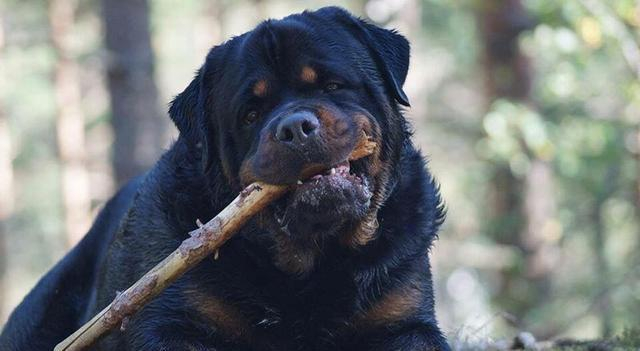 盘点世界猛犬, 狗中最强, 称霸一方, 你认识几个?|罗威纳|猛犬|原产地|杜高|比特_新浪新闻