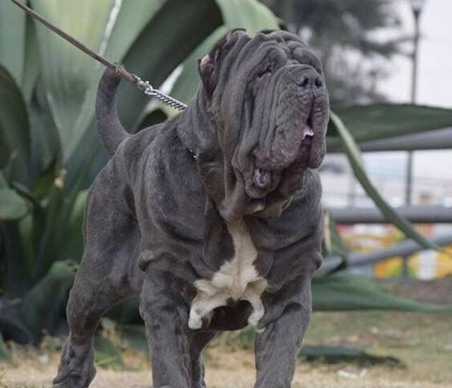 盘点世界猛犬, 狗中最强, 称霸一方, 你认识几个?