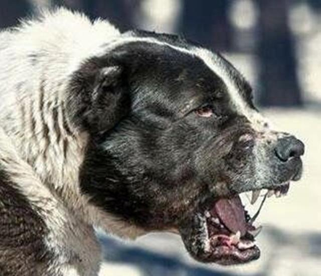 盘点世界猛犬, 狗中最强, 称霸一方, 你认识几个?