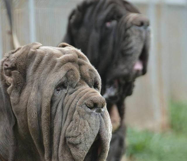 盘点世界猛犬, 狗中最强, 称霸一方, 你认识几个?