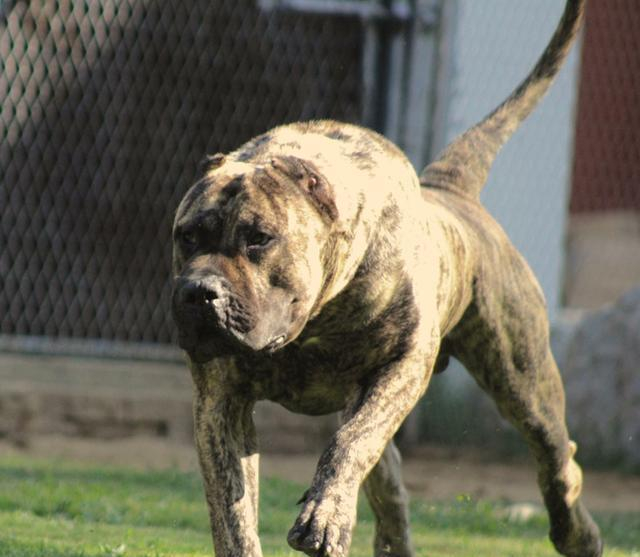 盘点世界猛犬, 狗中最强, 称霸一方, 你认识几个?