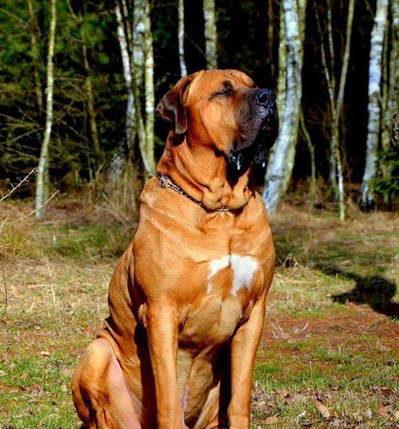 盘点世界猛犬, 狗中最强, 称霸一方, 你认识几个?