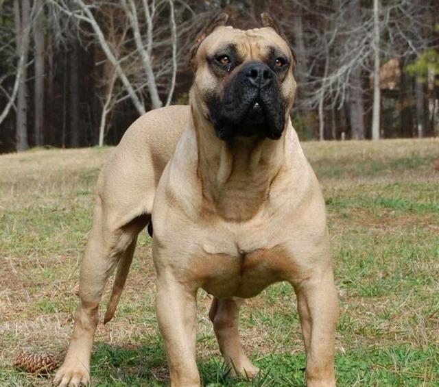 盘点世界猛犬, 狗中最强, 称霸一方, 你认识几个?