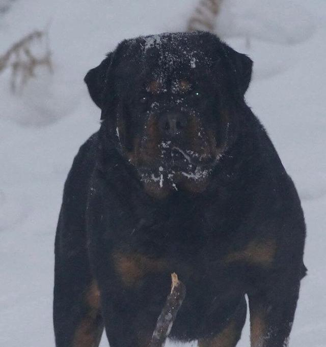 盘点世界猛犬, 狗中最强, 称霸一方, 你认识几个?