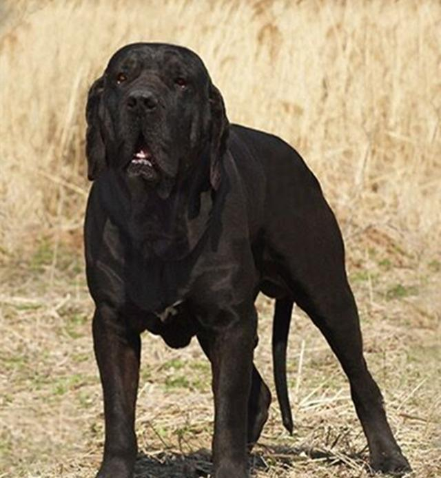 盘点世界猛犬, 狗中最强, 称霸一方, 你认识几个?