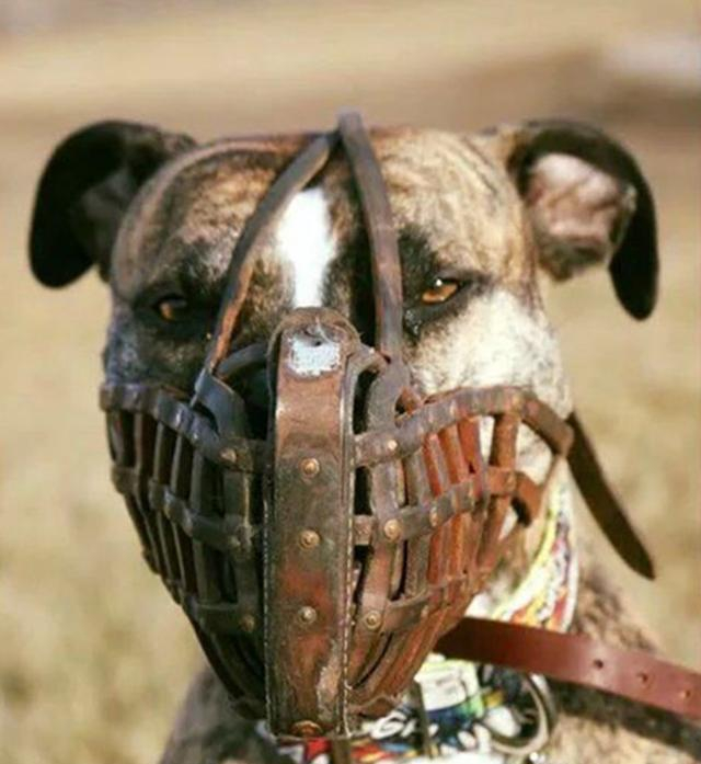 盘点世界猛犬, 狗中最强, 称霸一方, 你认识几个?