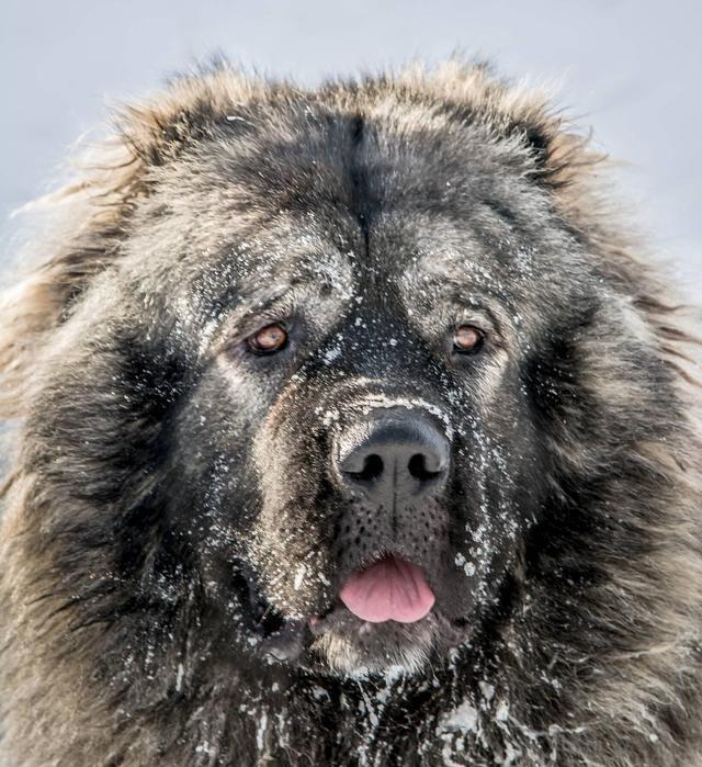盘点世界猛犬, 狗中最强, 称霸一方, 你认识几个?