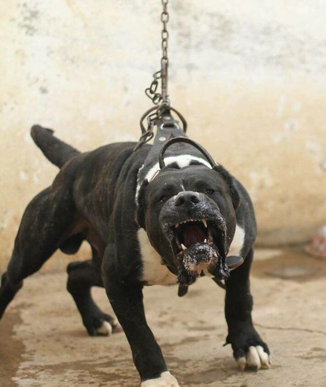 盘点世界猛犬, 狗中最强, 称霸一方, 你认识几个?