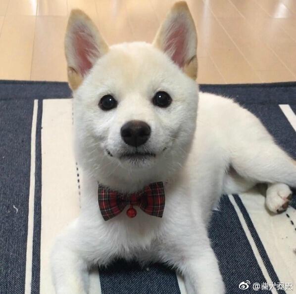 白色柴犬宝宝小时候简直可爱度满分！Instagram：chunchan10