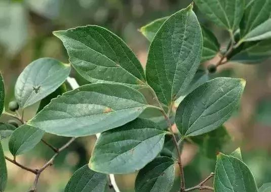 如何区分榆树、榔榆、榉树、朴树等榆科植物?|朴树|榔榆|榉树|榆树|翅果_新浪新闻