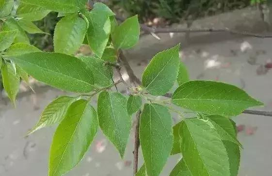 如何区分榆树、榔榆、榉树、朴树等榆科植物?|朴树|榔榆|榉树|榆树|翅果_新浪新闻