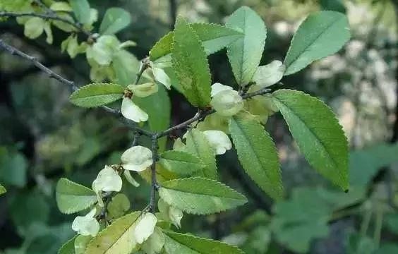 如何区分榆树、榔榆、榉树、朴树等榆科植物？|朴树|榔榆|榉树|榆树|翅果_新浪新闻