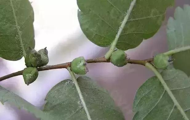 如何区分榆树、榔榆、榉树、朴树等榆科植物?|朴树|榔榆|榉树|榆树|翅果_新浪新闻