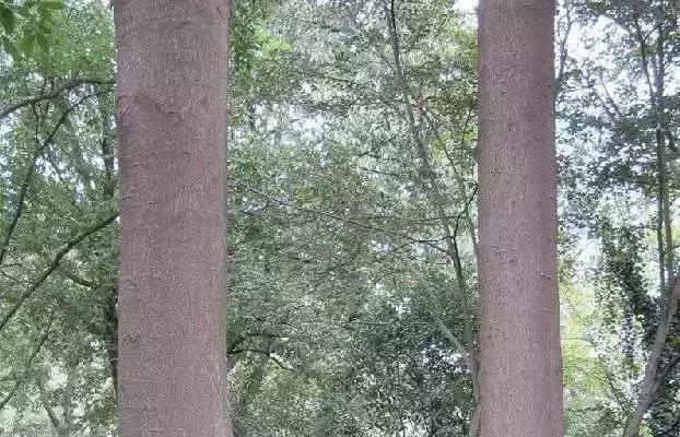 如何区分榆树、榔榆、榉树、朴树等榆科植物?|朴树|榔榆|榉树|榆树|翅果_新浪新闻