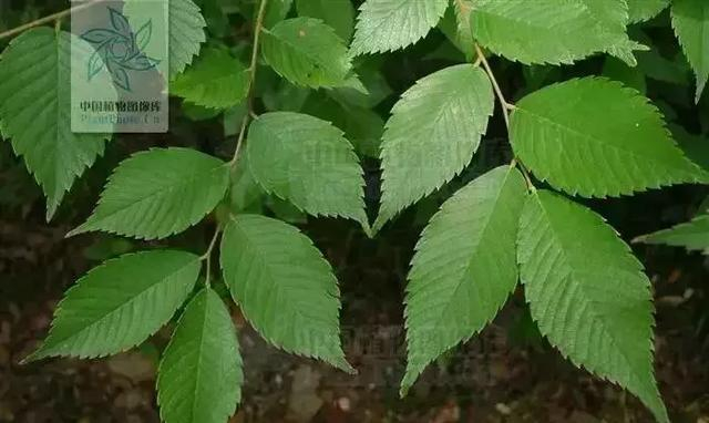 如何区分榆树、榔榆、榉树、朴树等榆科植物?|朴树|榔榆|榉树|榆树|翅果_新浪新闻